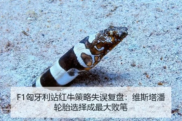 xiong-ya-li-zhan-hong-niu-ce-lve-shi-wu-fu-pan-wei-si-ta-pan-lun-tai-xuan-ze-cheng-zui-da-bai-bi-3-404.jpg